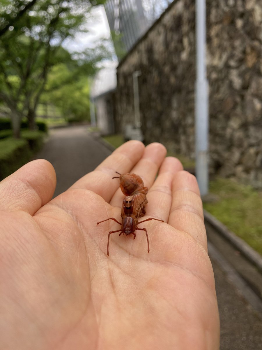 昆虫館のそばにイモムシ界のスター、シャチホコガの幼虫が歩いていました！
イモムシにしては珍しく脚が長いのが特徴です。
#昆虫館のある風景