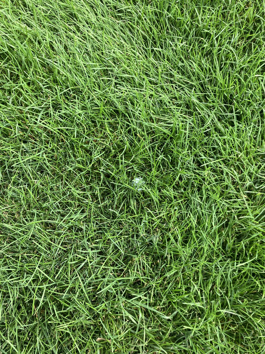 Greg Livelli tweet media