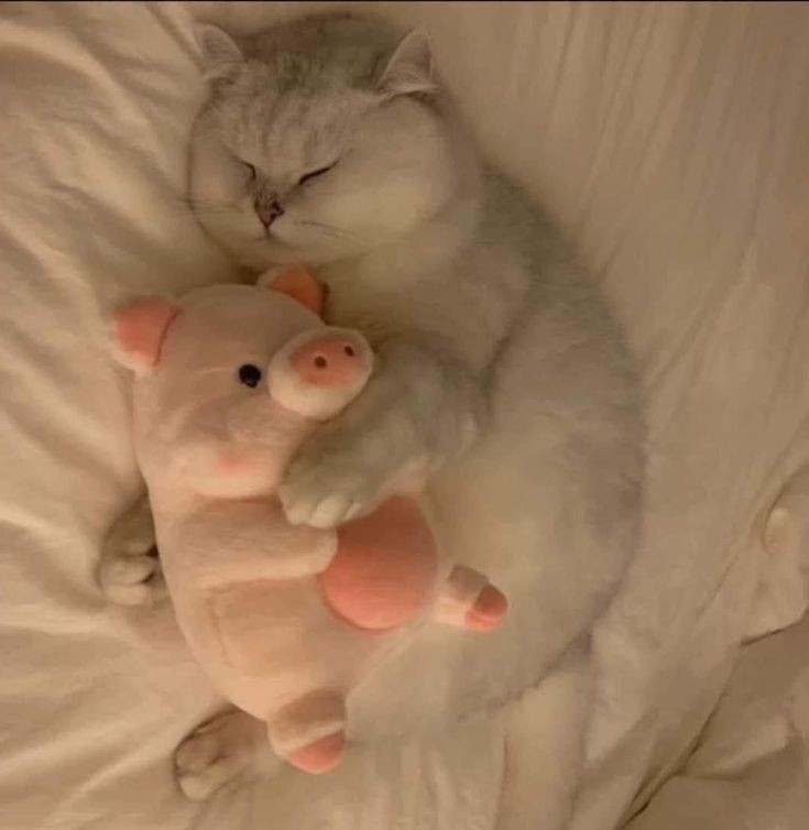 nocontextscats's tweet photo. 😪😚 https://t.co/kgtBPA8YaQ