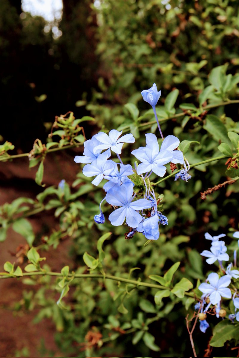 ChristianYN980's tweet photo. Fotografía diaria Dia 3

#Chapultepec #Flor #Fotografía https://t.co/6n1wpMZ4re