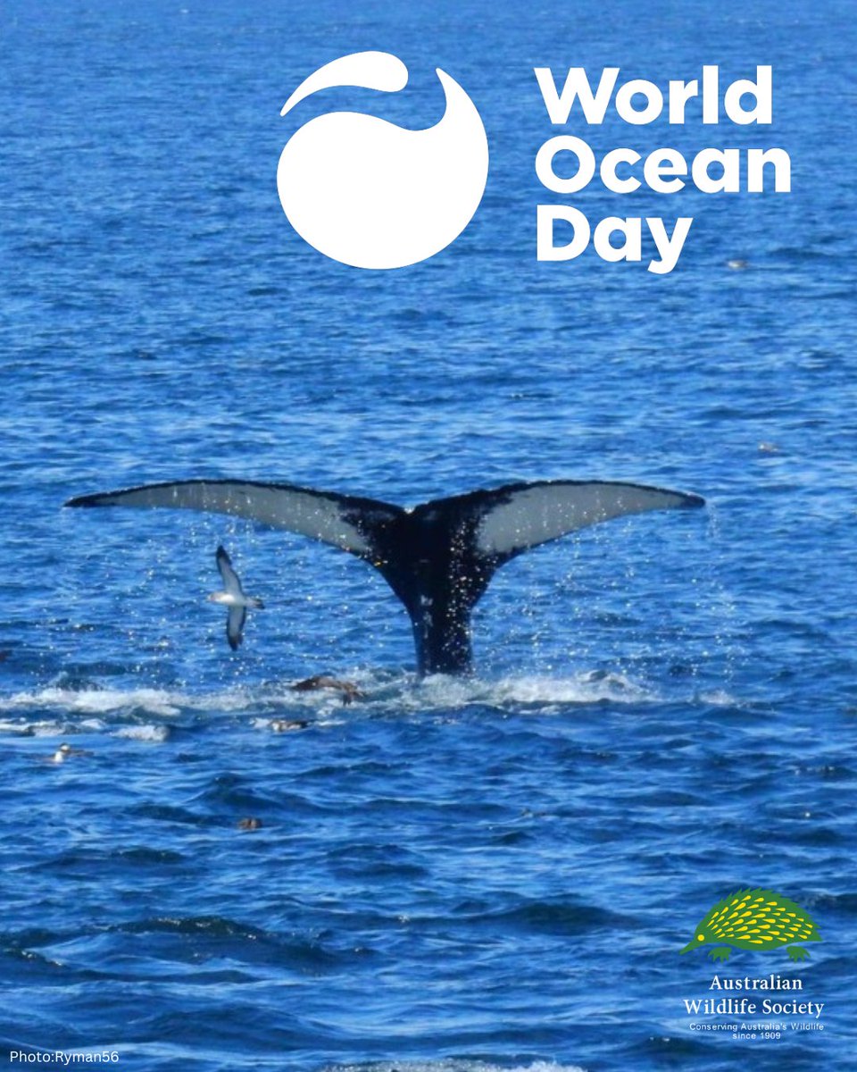Australian Wildlife Society (@australianwild2) on Twitter photo Ready for World Ocean Day? Events include Clean-up Mullaloo Beach WA with <a href="/seashepherd/">Sea Shepherd</a> or the Sex on the Beach Science Show by <a href="/amsa_marine/">Australian Marine Sciences Association</a>
#AustralianWildlifeSociety #WildlifeConservation #WorldOceanDay #Unite4theOcean #OceanClimateAction #WorldOceanDay2025 Ready for World Ocean Day? Events include Clean-up Mullaloo Beach WA with <a href="/seashepherd/">Sea Shepherd</a> or the Sex on the Beach Science Show by <a href="/amsa_marine/">Australian Marine Sciences Association</a>
#AustralianWildlifeSociety #WildlifeConservation #WorldOceanDay #Unite4theOcean #OceanClimateAction #WorldOceanDay2025