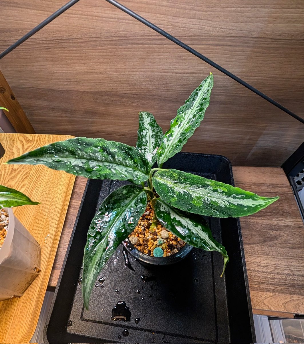 munmunshrimp's tweet image. 草🌿

Aglaonema pictum tricolor 天叢雲　Aceh Sumatera 【LA0613-00】

良き感じに育っていますが、個人的にここからが難しい😗
