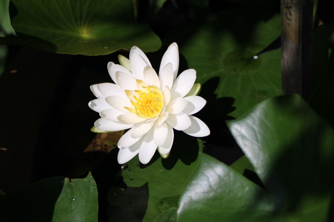 かすみ草さま　白のみ生地終了 kasumisou_02.jpg