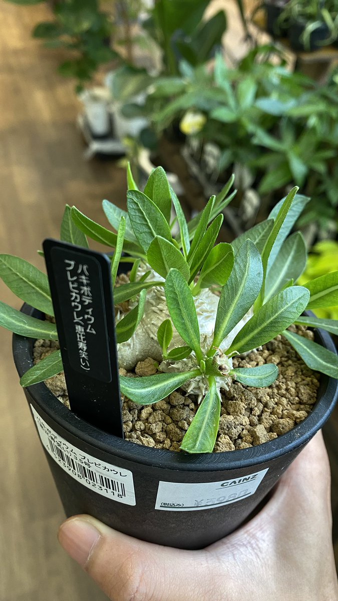 ナタデここな　ブルー実生➕BB錦 ナタデここな様専用 ブルー実生➕BB錦