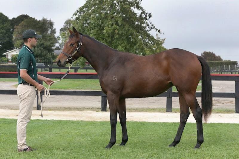 Curraghmore (@curraghmorenz) on Twitter photo High Society Girl 👧🏼(Proisir) recorded her 5th win today, at Morphettville.
Trained by Stephen Theodore, she was ridden to victory by Jessica Tzaferis.
The 5YO Cm bred was sold through the 2021 <a href="/KarakaChat/">New Zealand Bloodstock</a> SI Sale for $1200, she has now won over A$120,000.
#theprovensource High Society Girl 👧🏼(Proisir) recorded her 5th win today, at Morphettville.
Trained by Stephen Theodore, she was ridden to victory by Jessica Tzaferis.
The 5YO Cm bred was sold through the 2021 <a href="/KarakaChat/">New Zealand Bloodstock</a> SI Sale for $1200, she has now won over A$120,000.
#theprovensource