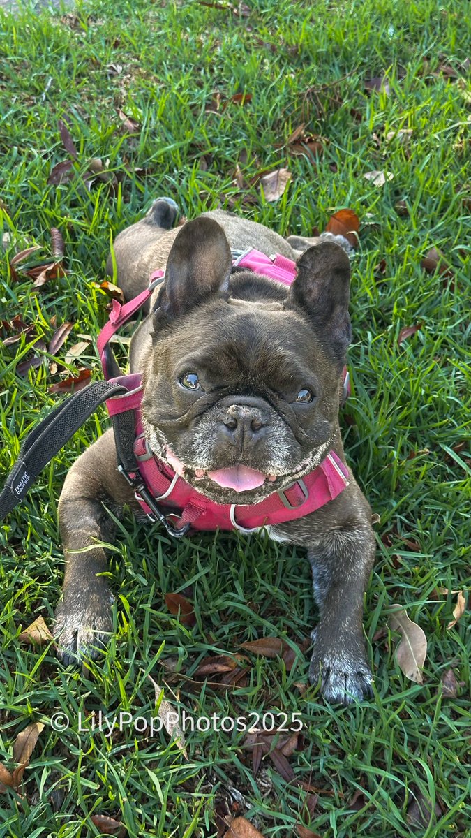 Diss ibs a fro back to a few days ago wen it was goodly to go out for da walk! Do I looks happy? I was berry happy 🥰🥰