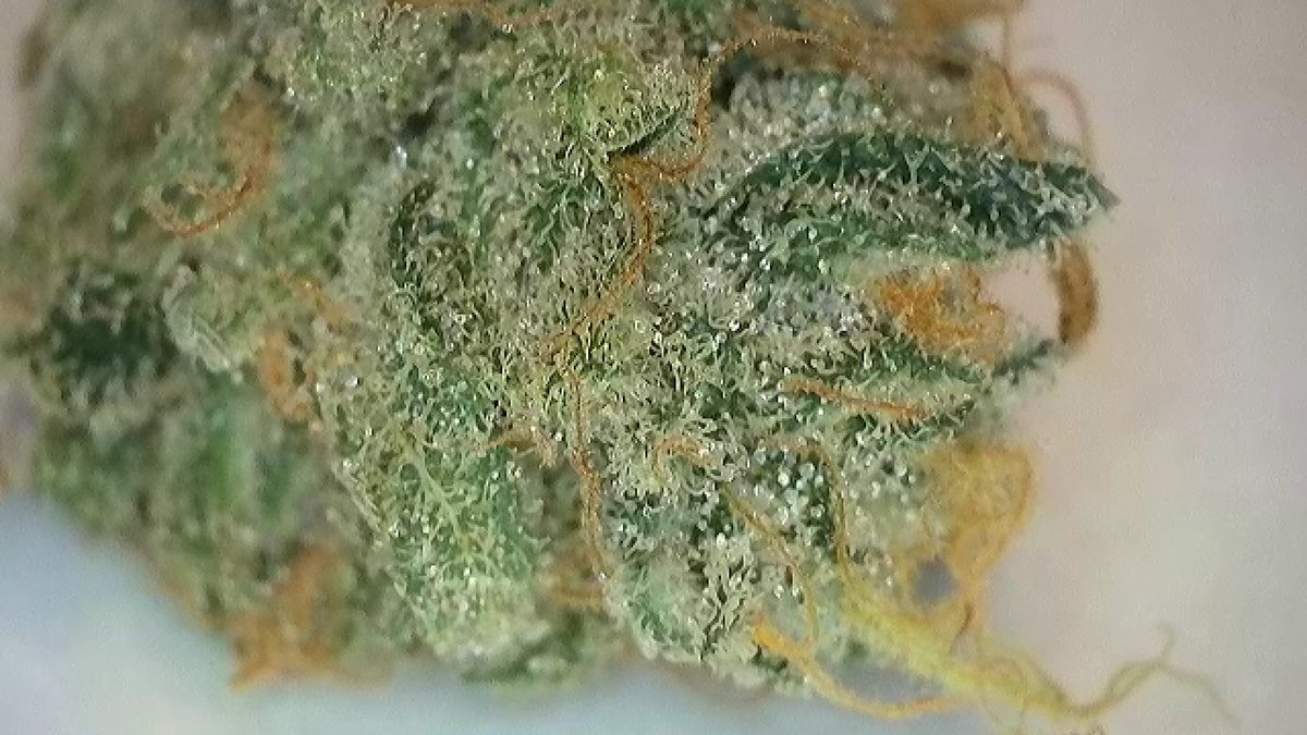 7th day since the ✂️ Have to take a taste preview. 👀

Let's Growwwww