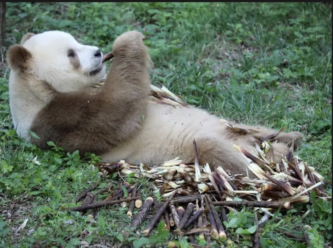 大熊猫の「七仔」は、雄で、系譜番号は802です。2009年11月1日に、陕西