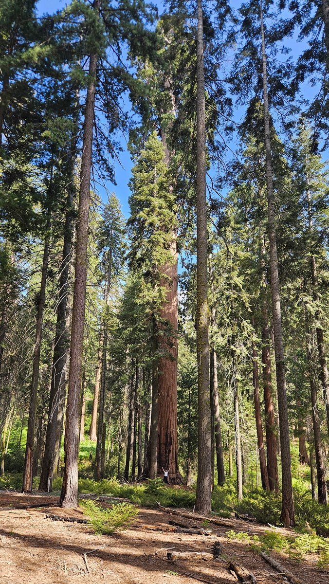 insignificant
me and giant sequoia--
gnat on blade of grass
#HaikuSaturday #haiku