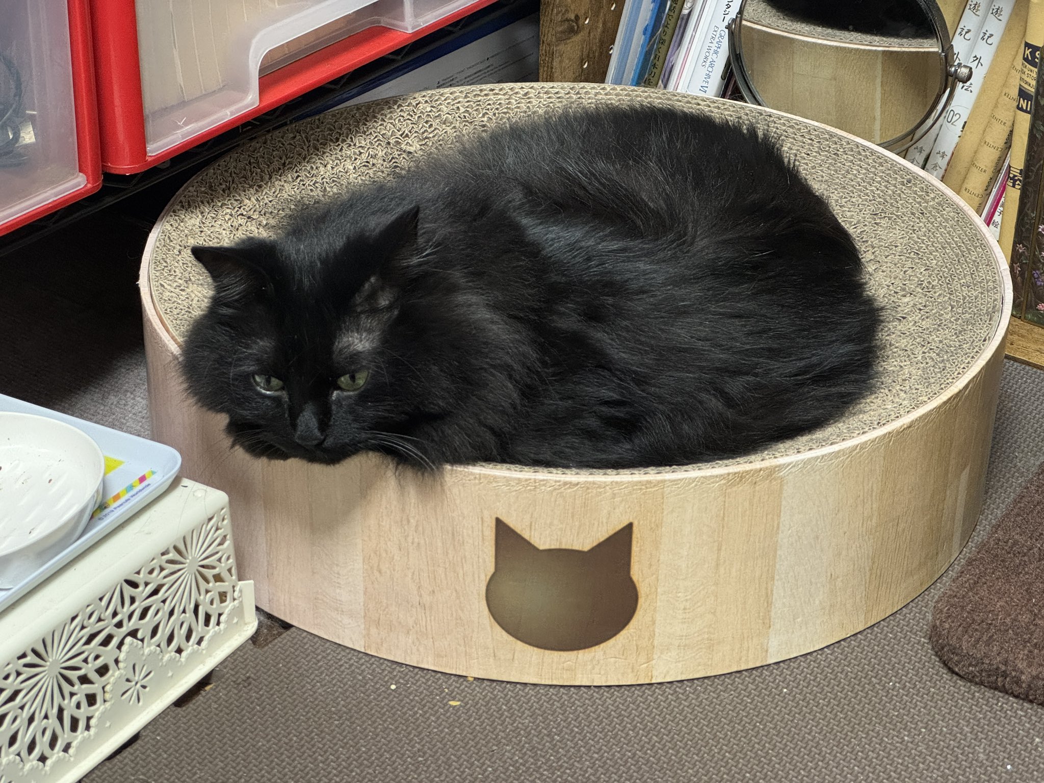 【セール】福袋のファッション通販 ☆欲張り工房様☆専用！！キジトラ猫ちゃんと黒猫ちゃん 羊毛フェルト