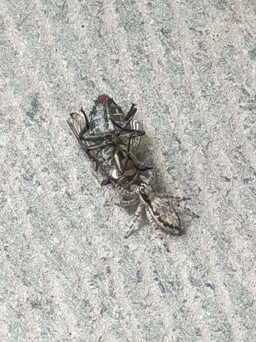 当一些极端个体已经不能被电死时，为了以绝后患不得不采取生物降解