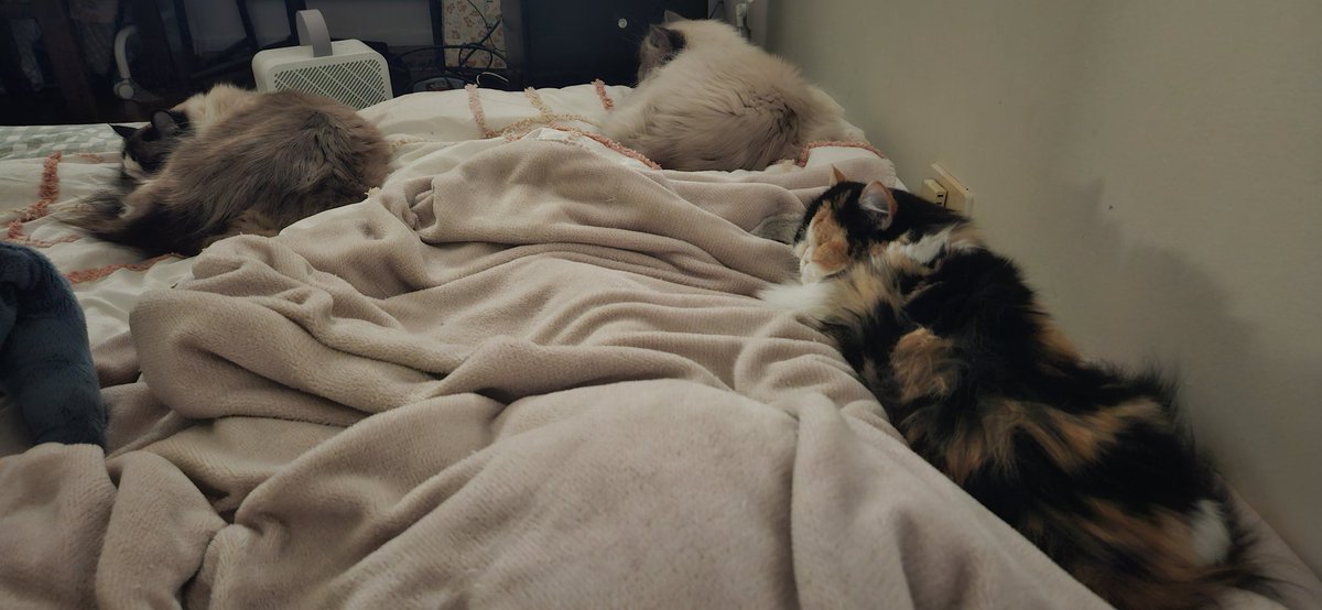 i think they like the new mattress more than i do

got 3 freaking mounds