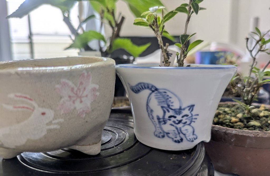 両足肉離れしたからおとなしく盆栽植え替えする