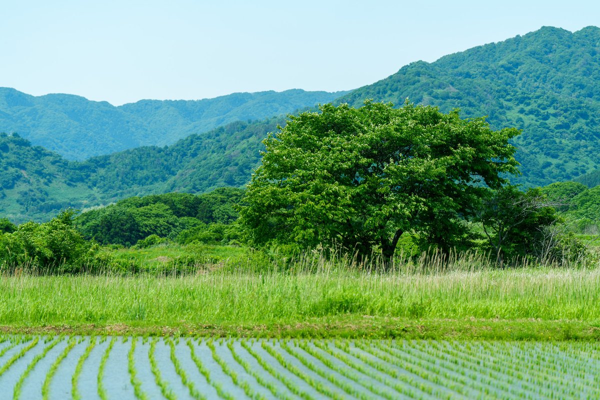 秋田も初夏ですね。