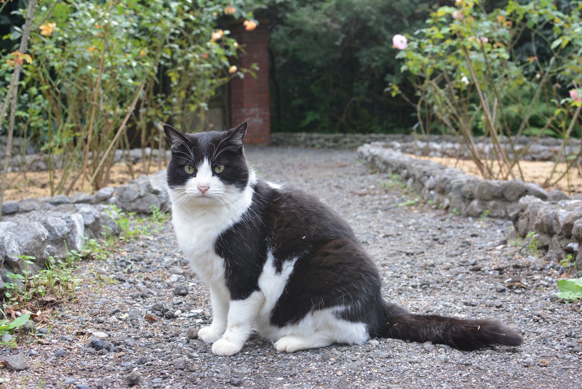 ro__se389's tweet image. •̀.̫•́✧

#過去pic 
#nikon 
#d7100