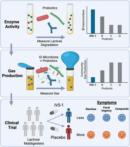 #Probiotic Bifidobacterium adolescentis iVS-1 improves lactose digestion and reduces symptoms of lactose intolerance. 

#MedTwitter #GITwitter #microbiome #probiotics 

tandfonline.com/doi/full/10.10…