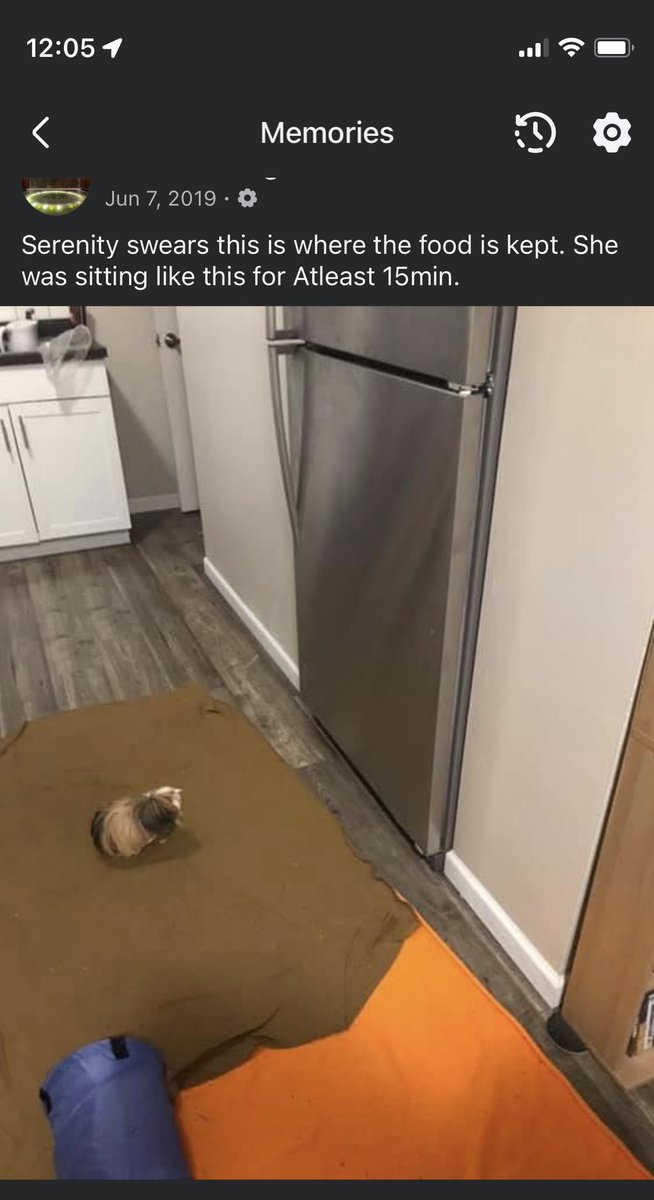 Although a lot don’t use this site anymore…. This is a yearly update on quite possibly one of my fondest memories of a pig. 
This was serenity. 
She was just the best.