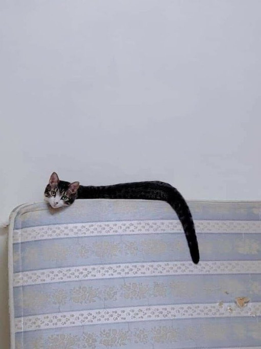 つ
#ギリギリネコ判定選手権