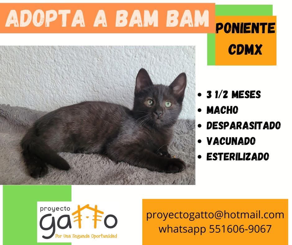 proyecto_gatto's tweet photo. @lagateria Hoy puede ser el día en que cambies la vida de alguno de estos preciosos y la tuya también… anímate a darles una oportunidad… #porunasegundaoportunidad #catsofinstagram #cats #cat #catlover #adoptanocompres #gatosdeinstagram #gatitos #love #instacat #rt https://t.co/rHldqo139k