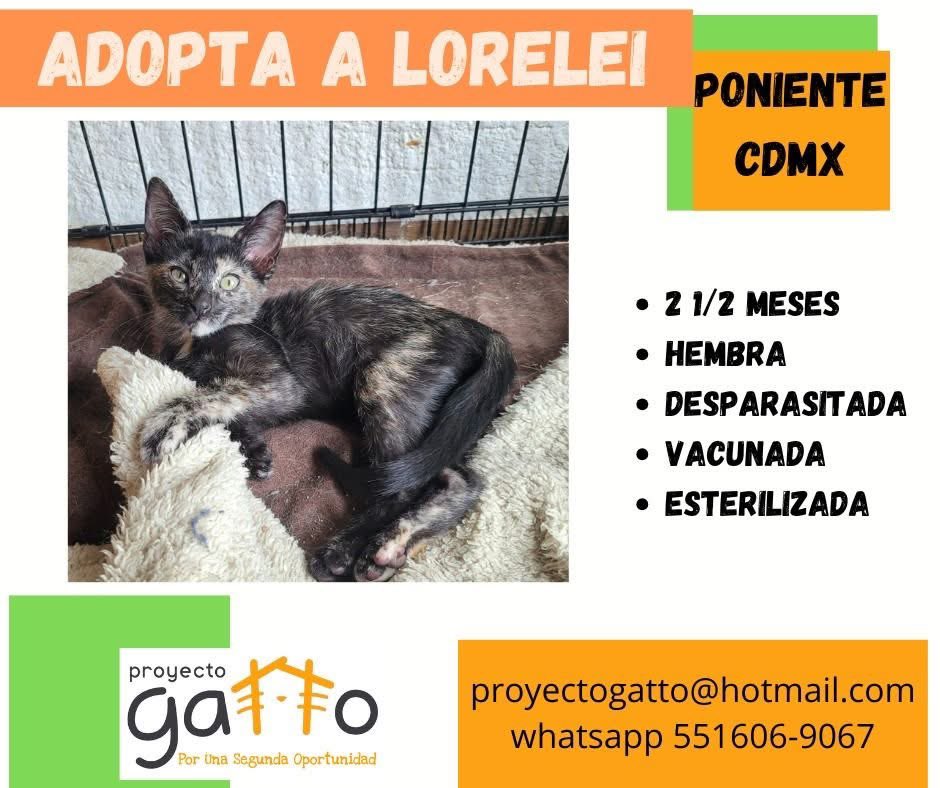 proyecto_gatto's tweet photo. @lagateria  Hoy puede ser el día en que cambies la vida de alguno de estos preciosos y la tuya también… anímate a darles una oportunidad… #porunasegundaoportunidad #catsofinstagram #cats #cat #catlover #adoptanocompres #gatosdeinstagram #gatitos #love #instacat #rt https://t.co/icHzuwYNij