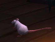 Squid the Elf 🐀 tweet media