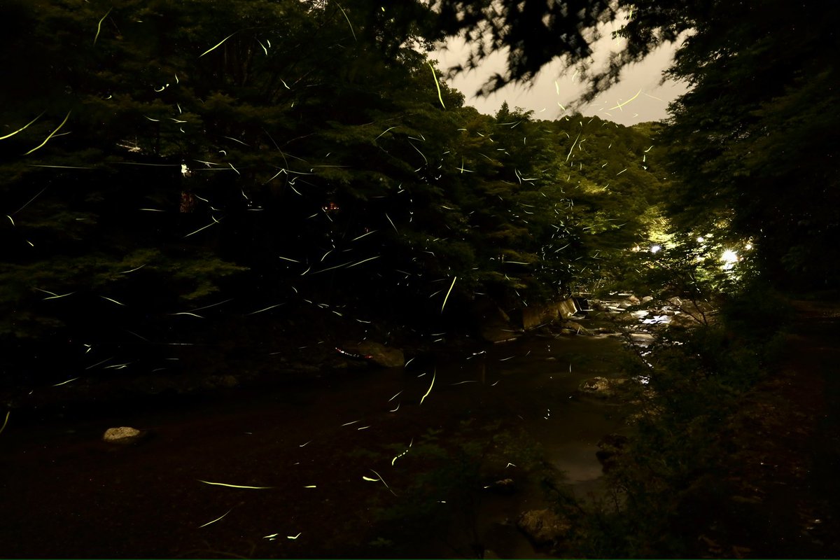 SpacePicture's tweet image. #ほたる
#2025年6月6日
#清滝トンネル
#清滝川