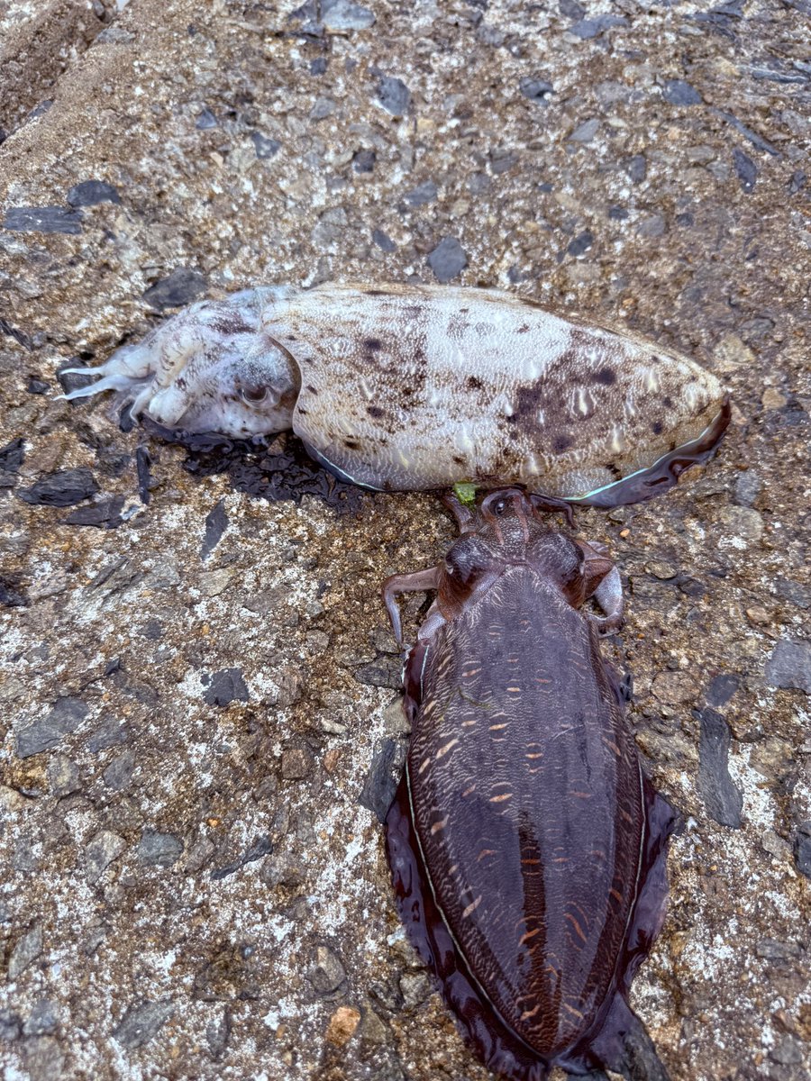 astroken's tweet image. マゴチ１　甲イカ2   キス沢山
楽しかった〜😄
さて帰ろ🏠