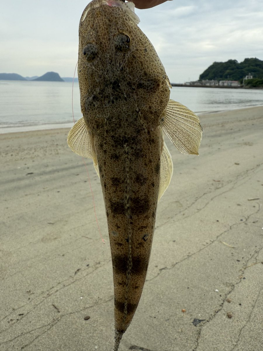 astroken's tweet image. マゴチ１　甲イカ2   キス沢山
楽しかった〜😄
さて帰ろ🏠