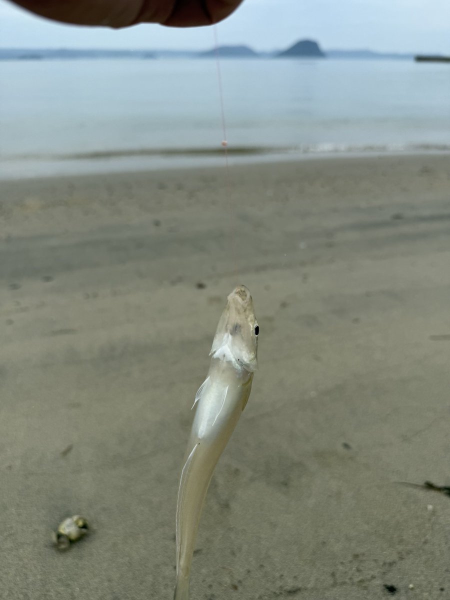 astroken's tweet image. マゴチ１　甲イカ2   キス沢山
楽しかった〜😄
さて帰ろ🏠