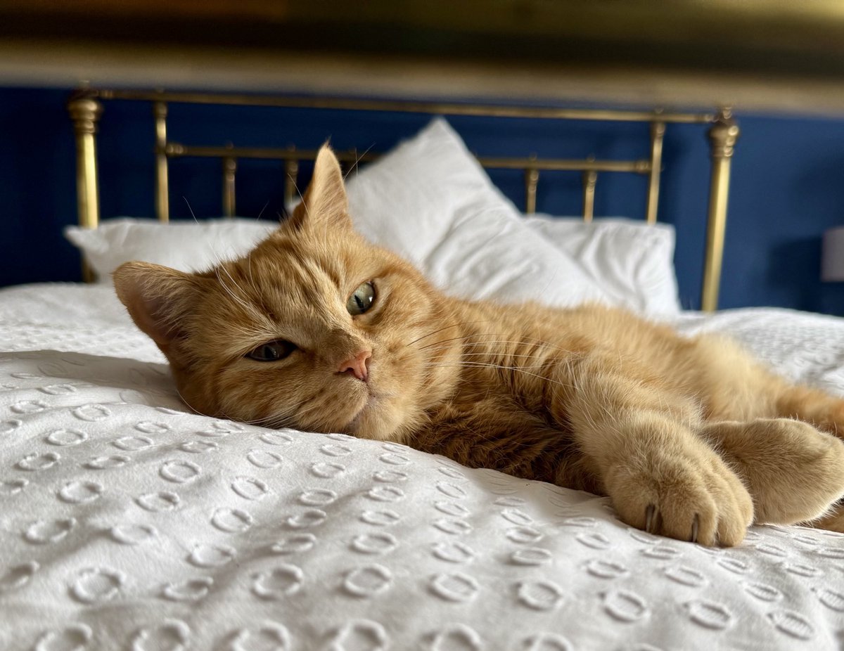 My mum wants to make the bed but I’m exercising my #caturday rights to an all-day sleepy snuggle.  🐾🧡