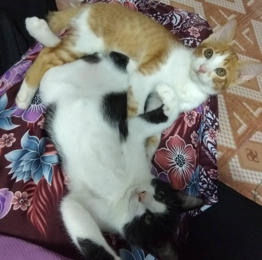 MoonMunn0910's tweet photo. I thought what i feel for you just an act of compassion....but no. Its is a true love. My world is collapsing but i need to keep standing for your other 10 siblings 🥲 thank you for being with me for 7 years. I didn't lose a cat...i lost a son 😭 https://t.co/Ba1OCDqzj1