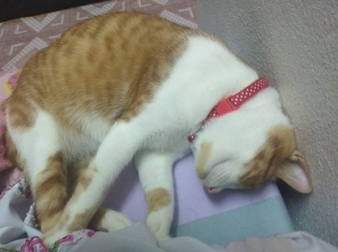 MoonMunn0910's tweet photo. I thought what i feel for you just an act of compassion....but no. Its is a true love. My world is collapsing but i need to keep standing for your other 10 siblings 🥲 thank you for being with me for 7 years. I didn't lose a cat...i lost a son 😭 https://t.co/Ba1OCDqzj1