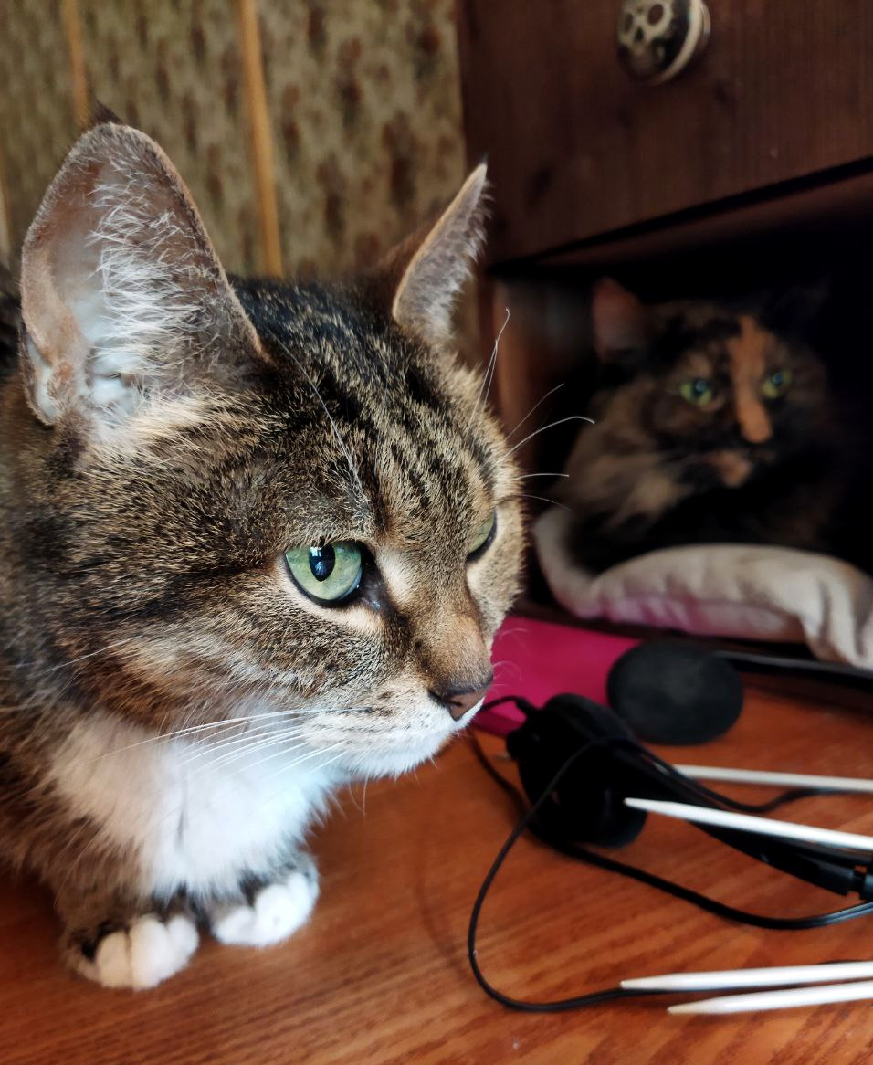 Наблюдаю, как Гуся потихоньку превращается в Анфисоньку - тот же паттерн капризного, ревнивого, ласкового, но сварливого пожилого ребенка.
Просто двадцатилетняя Анфиса очень долго была старенькой, я плохо помню, какой шебутной она была в молодости (я сама-то была школьницей).