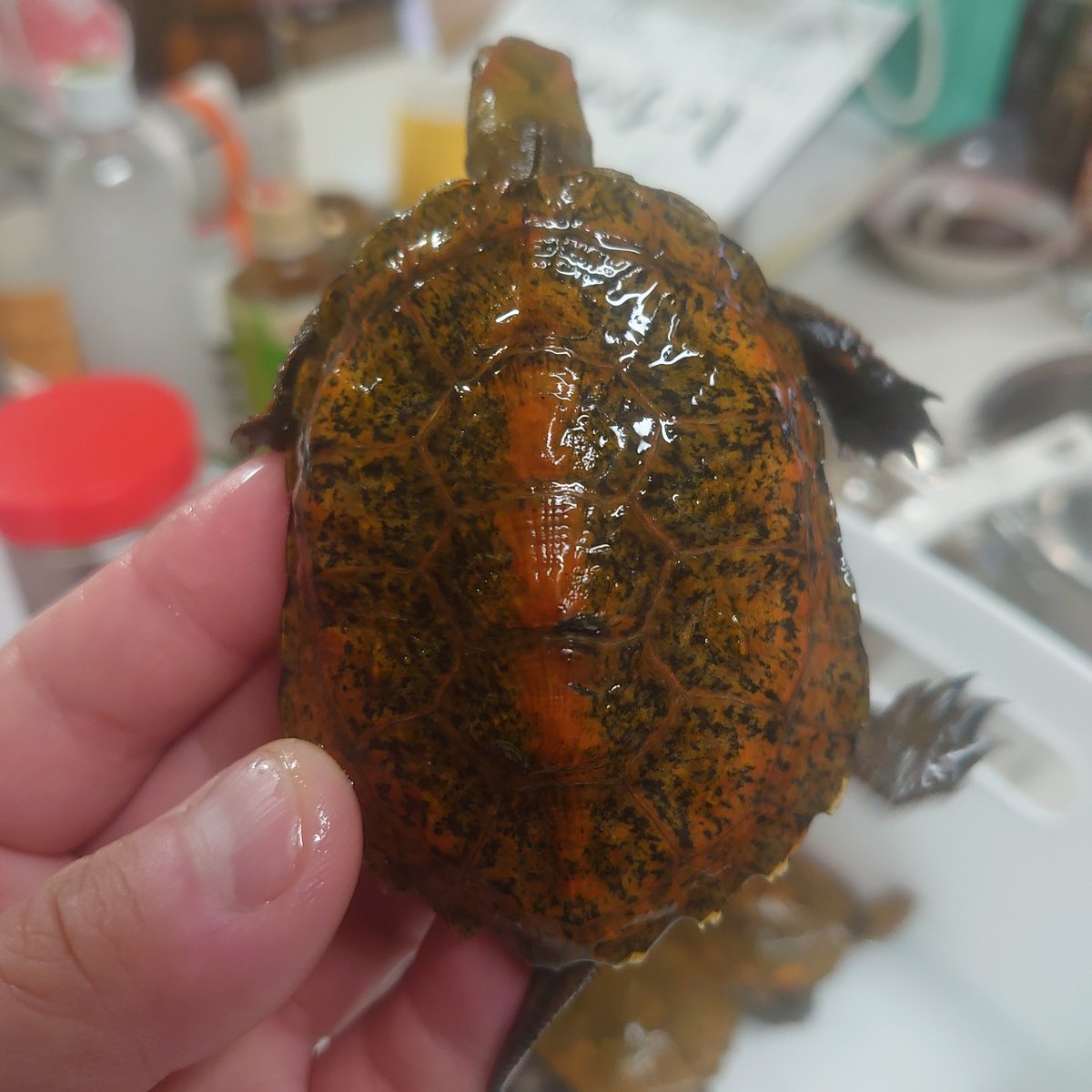 #新しいプロフィール画像