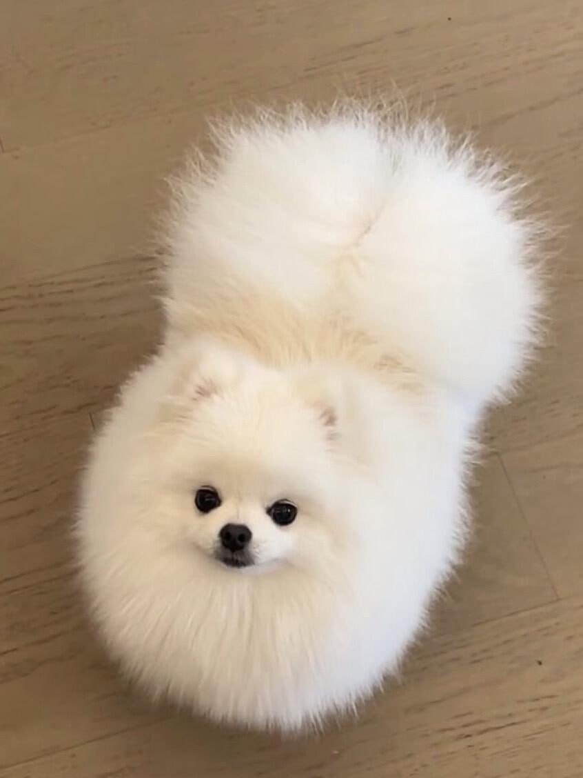 姉妹の赤ちゃん！しばらく会っていないが，まだ見分け中だ😊