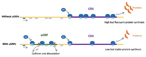 SLSPKU's tweet image. Professor Jian Lu&apos;s lab&apos;s research in eLife reveals: Upstream open reading frames buffer translational variability during Drosophila evolution &amp;amp; development. #PKUResearch 
doi.org/10.7554/eLife.…