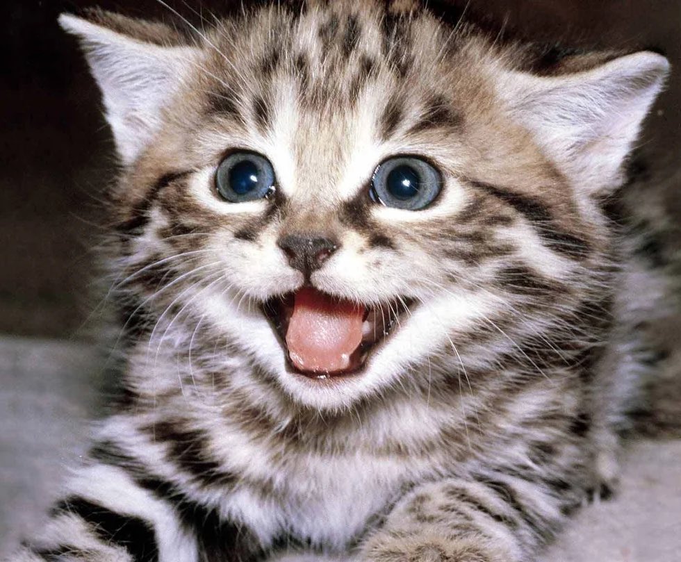 cometinthesky (@comet5inthe5ky) on Twitter photo 