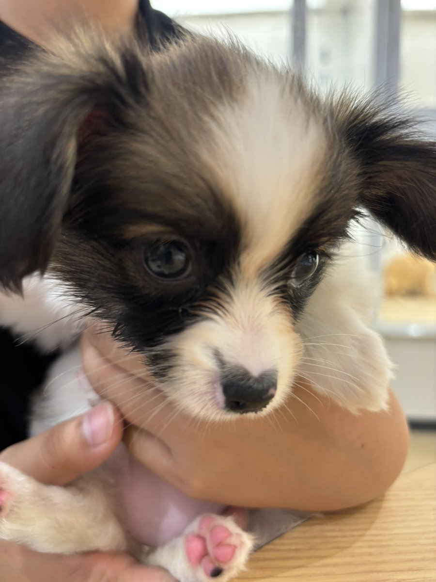 necoage's tweet photo. 【お知らせ】
本日我が家に新しい家族が加わりました🐶

パピヨンのパウダーちゃん(︎︎ ♀・2ヶ月)です💕🎀

今後ちょいちょいわんこのことを呟くと思いますので、暖かい目で見守ってもらえたらうれしいですﾎﾏ(ง ˘ω˘ )วﾎﾏ https://t.co/1wIwDwU5z8