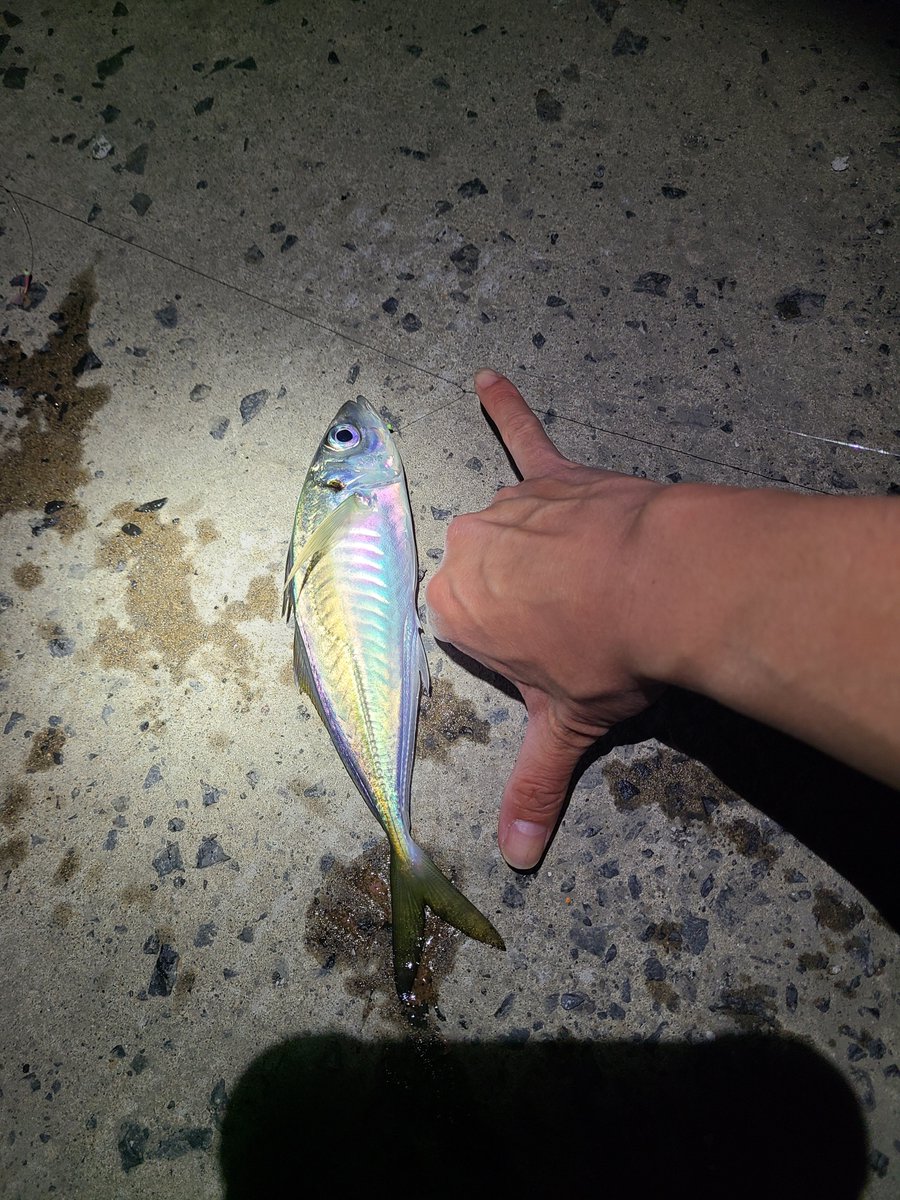 J14749743's tweet photo. 第6回磯ロックは1時間だけ、カサゴ大、中、ムラソイ中2。
第１回能代港はアジ1
第１回県北サーフはキス16匹
キスにマゴチ2回食ってきたので多数いると思います…
#八峰町　#能代　#モクズガニ https://t.co/SypwHAz0Wd