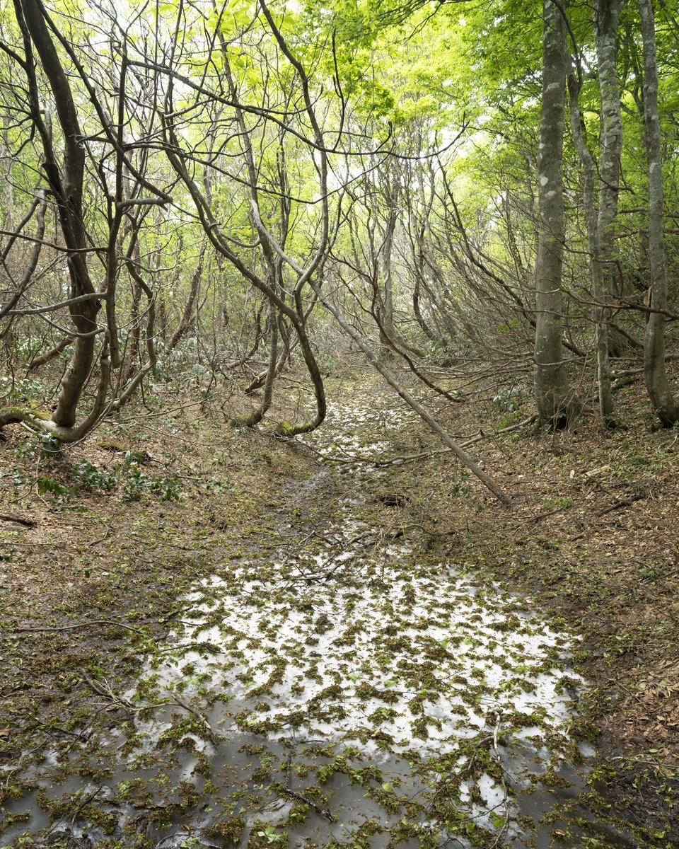 Although the amount of snow that remained was small, it stood out beautifully in the forest and provided water to the trees and plants.