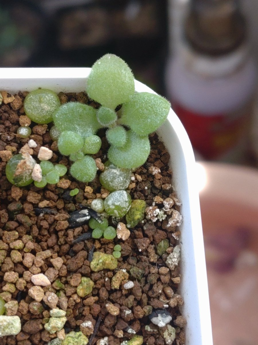 ちょ…ブルゲリの鉢に謎芽がたくさん生えてきた。多肉の芽だよね？

放置してた花はブロウメアナとネックレスたち。

ブロウメアナかな🤔