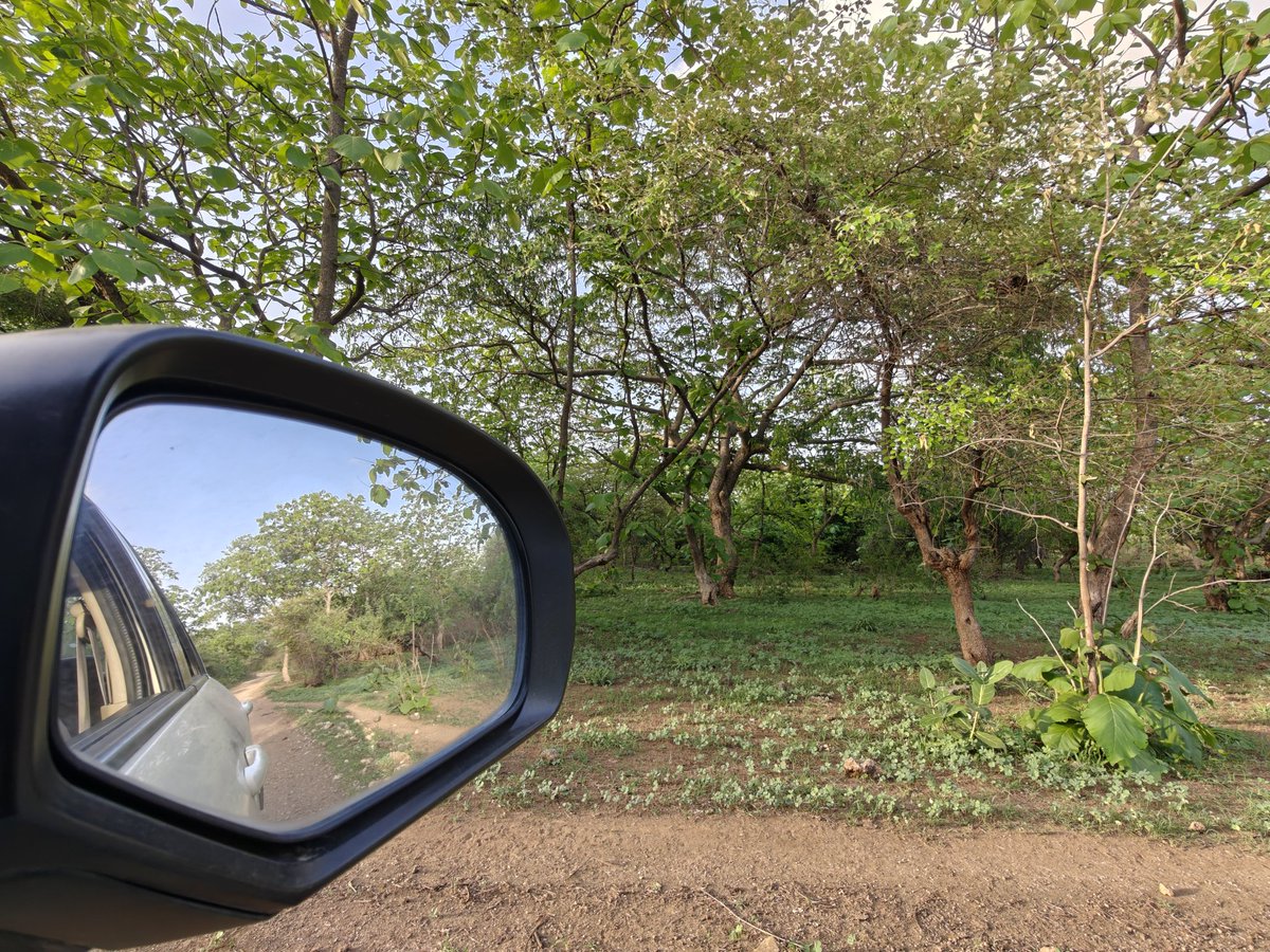 Chiragkapuriya's tweet image. One last glance before i say hello to #Amdavad #Gir #MangoFarm