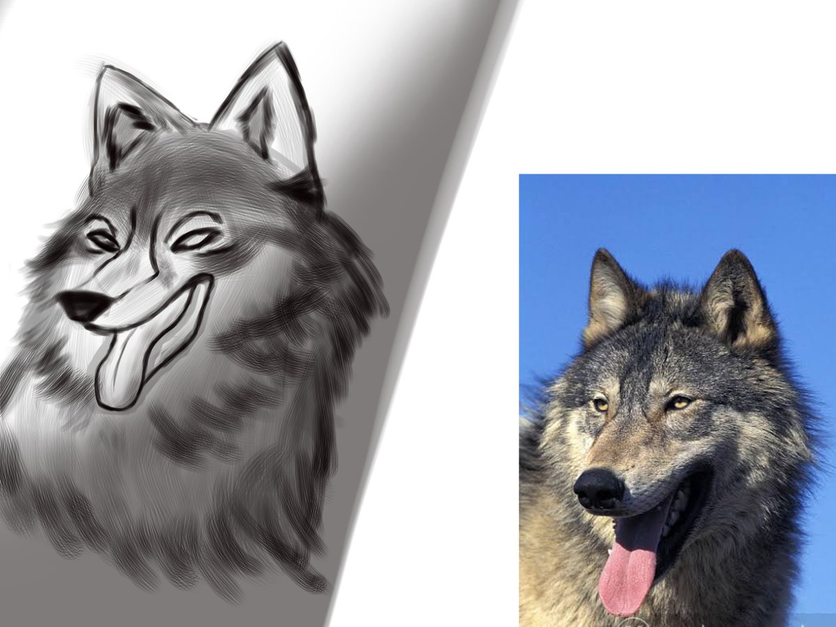 Quick wolf sketch :D

#furry #study