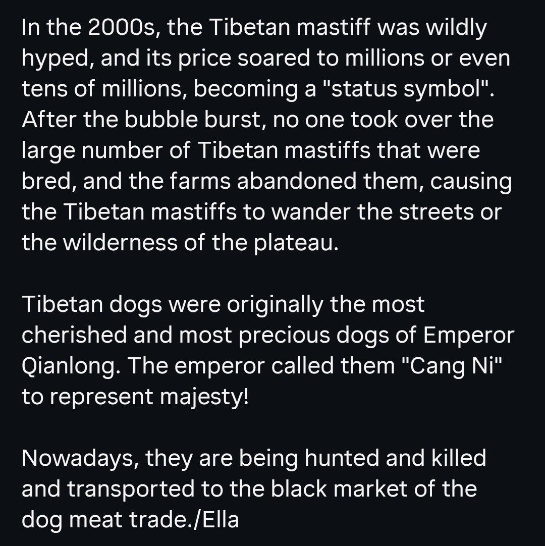 WeAreNotFood's tweet photo. China 🇨🇳 

Tibetan mastiffs - Once worshipped, now forgotten and rejected

The harsh life of the Tibetan mastiff Qiu Wang: "Can I have some food? I can't even find food in the trash."

#speakoutfortibetanmastiffs #theevilgreedofhumans #saveTibetanmastiffs #helpTibetanmastiffs https://t.co/LGzSG85iie