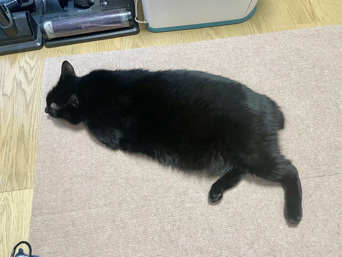 猫が落ちてる季節