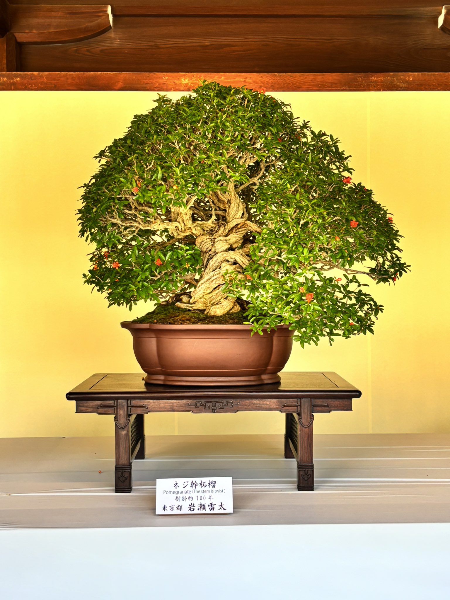 公式サイト 2012年4月 近代盆栽 松柏の植え替え特集｜雑木の芽