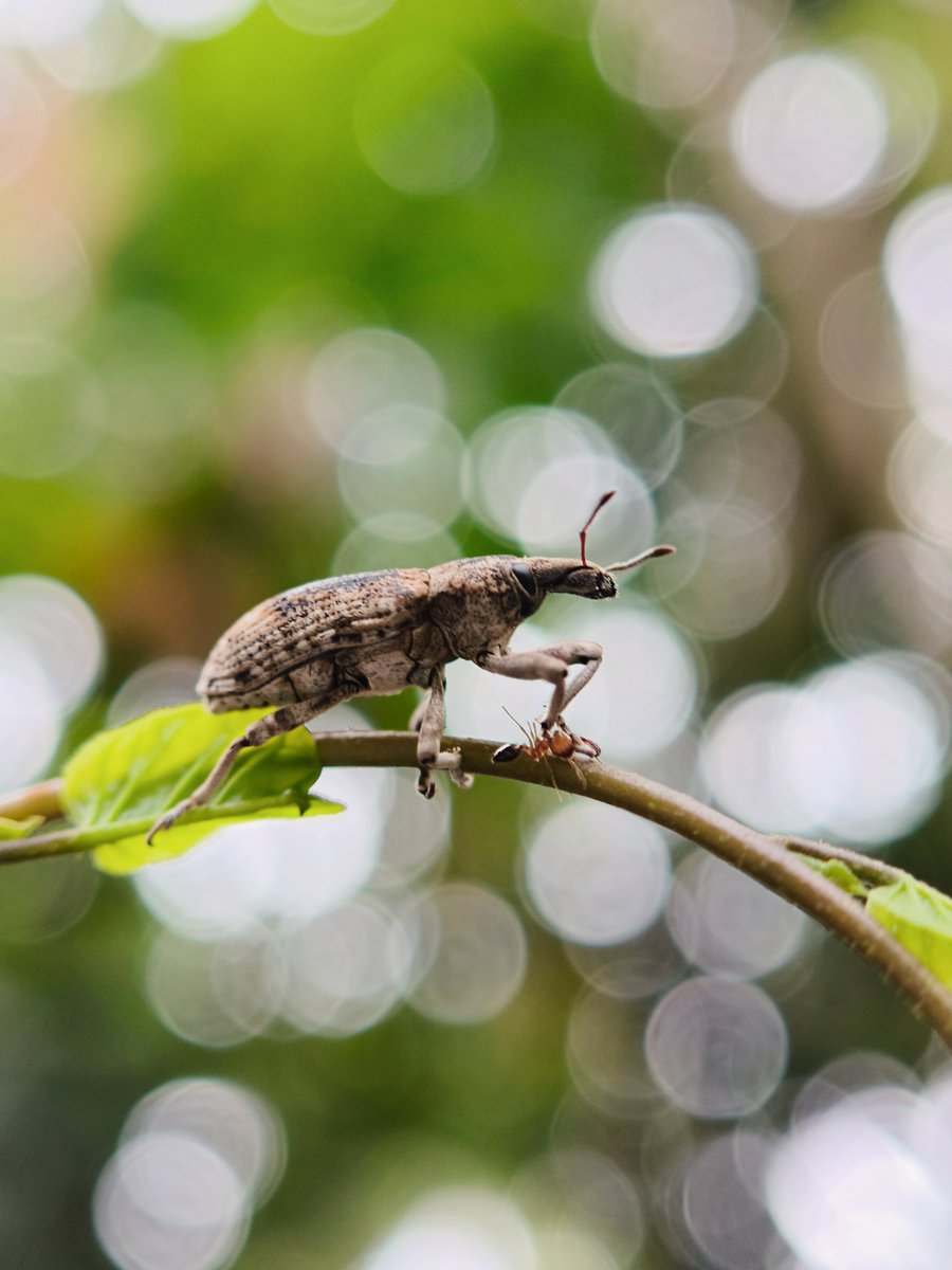 Ajeesh021997's tweet photo. Macro Shots On @cmfbynothing 2Pro + lens
#WithNothing #CMF2Pro
@nothingindia @nothing
@AkisEvangelidis @Technerd_9 https://t.co/vFnAjkzlKT