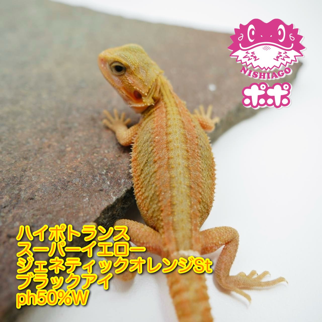 H.Nishi (@HidehitoNishi) / X