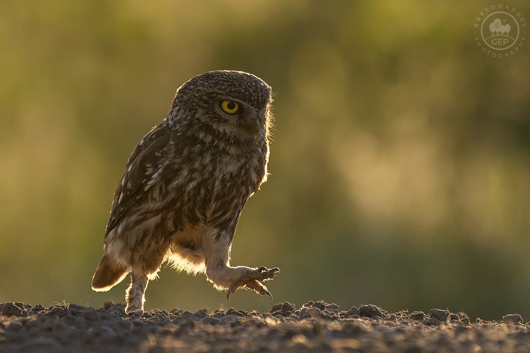 Guy Edwardes tweet media