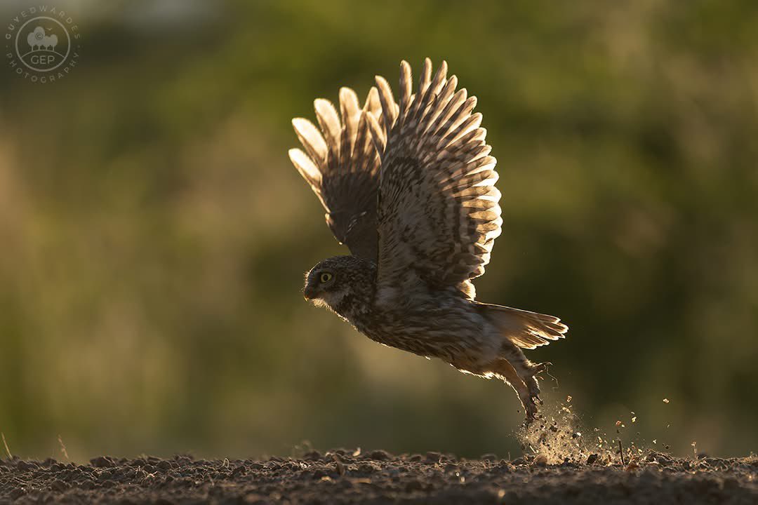 Guy Edwardes tweet media